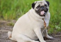 Проблемы избыточного веса у собак